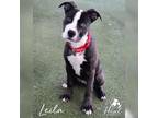 Adopt Leila a Pit Bull Terrier
