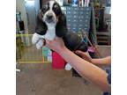 Basset Hound Puppy for sale in Kokomo, IN, USA