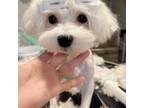 Maltese Puppy for sale in Queens, NY, USA