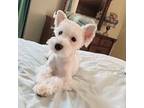 Schnauzer (Miniature) Puppy for sale in Queens, NY, USA
