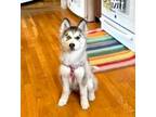 Adopt Vada a Husky