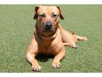 Adopt Quinn a Hound, American Staffordshire Terrier