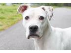 Adopt Deb a American Staffordshire Terrier, Mixed Breed