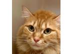 Adopt SHELBY a Domestic Medium Hair