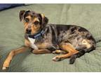 Adopt Sassy $25 Fostered a Catahoula Leopard Dog, Mixed Breed