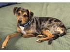 Adopt Sassy $25 a Catahoula Leopard Dog, Mixed Breed