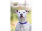 Adopt 72729a Meadow a American Staffordshire Terrier, Mixed Breed