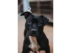 Adopt 72632a Kaylee a American Staffordshire Terrier, Mixed Breed