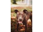 Adopt 72783A Lentil a American Staffordshire Terrier, Mixed Breed