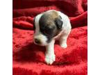 Saint Bernard Puppy for sale in Lexington, NC, USA