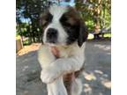 Saint Bernard Puppy for sale in Lexington, NC, USA
