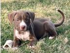 Adopt Noel a American Staffordshire Terrier, Mixed Breed