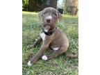 Adopt Nadia a American Staffordshire Terrier, Mixed Breed