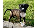 Adopt Nicole a American Staffordshire Terrier, Mixed Breed