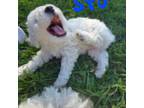 Bichon Frise Puppy for sale in Leander, TX, USA