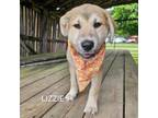 Adopt Lizzie a Great Pyrenees, Mixed Breed