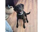 Adopt Little Dog a Black Labrador Retriever, Pit Bull Terrier