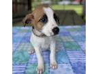 Adopt Nessie a Mixed Breed