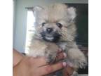 Pomeranian Puppy for sale in Riverview, FL, USA