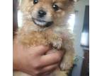Cavapoo Puppy for sale in Riverview, FL, USA