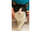 Adopt KIWI a Domestic Short Hair