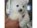 Pomeranian Puppy for sale in Riverview, FL, USA