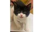 Adopt CHIA a Domestic Short Hair