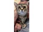 Adopt WILLOW a Domestic Short Hair