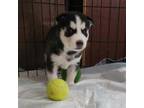 Siberian Husky Puppy for sale in Live Oak, FL, USA