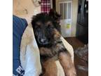 German Shepherd Dog Puppy for sale in Greenfield, OH, USA