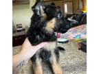 German Shepherd Dog Puppy for sale in Greenfield, OH, USA