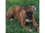 Boxer Puppy for sale in Kissimmee, FL, USA