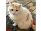 Adopt TAFFY a Domestic Medium Hair