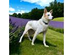 Adopt INDY a Australian Cattle Dog / Blue Heeler