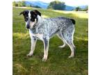 Adopt BLUEBERRY-FOSTER NEEDED a Australian Cattle Dog / Blue Heeler