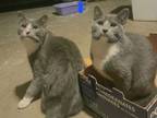 Adopt KITTENS PRINCESS FIREFLY & PRINCE DRAGONFLY a Russian Blue
