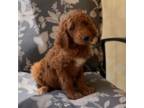 Mutt Puppy for sale in The Villages, FL, USA