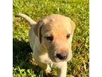 Labrador Retriever Puppy for sale in Deland, FL, USA