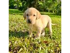 Labrador Retriever Puppy for sale in Deland, FL, USA