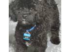 Shih Tzu Puppy for sale in Sandy Springs, GA, USA