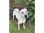 Adopt Jelly a Mixed Breed