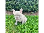French Bulldog Puppy for sale in Egg Harbor Township, NJ, USA