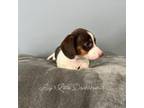 Dachshund Puppy for sale in Swainsboro, GA, USA