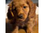 Dachshund Puppy for sale in Highland Park, MI, USA