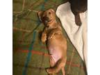 Dachshund Puppy for sale in Highland Park, MI, USA