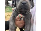 Cane Corso Puppy for sale in Perris, CA, USA