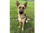 Adopt LYNELLE PERRY a German Shepherd Dog