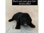 Aussiedoodle Puppy for sale in Hot Springs, AR, USA