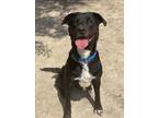 Adopt SUGAR a Labrador Retriever, Mixed Breed