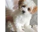 Havanese Puppy for sale in Portland, OR, USA